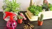 Essential Tips for Caring for Indoor Plants in Humid Summer Weather