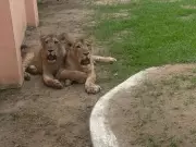 Etawah Safari Park Celebrates Birthday of Lionesses Aashi and Jaya