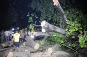 Evening Rains Cause Tree Collapses, Traffic Chaos in Dehradun