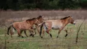 Extinct Dalian Horse Rewrites Equine Evolutionary History in New Study