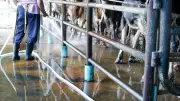 Extreme Heat Threatens India's Record Milk Production