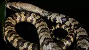 False Water Cobra: The Snake That Mimics a Cobra But Isn't One