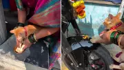 Family Uses Cat's Paws to Bless New Motorcycle, Internet Adores Video