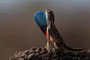 Fan-Throated Lizard Species Documented in Amravati's Rocky Grasslands