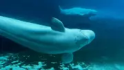 Faroe Islands Kill 706 Whales and Dolphins Day After Legal Exemption