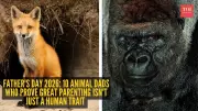 Father's Day 2026: 10 Animal Dads Proving Great Parenting Isn't Just Human