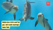 Female Dolphins Use Whistles to Identify Pushy Males and Avoid Them