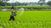 Fertiliser Shortage Triggers Panic Among Farmers in Mysuru