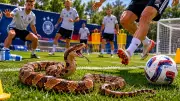 FIFA World Cup 2026: Germany Faces Venomous Snake Issue in Camp