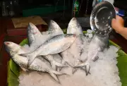 Fish Shortage Hits Kolkata Markets Ahead of Jamai Sasthi Festival