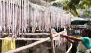 Fisheries Body Urges UN to Recognise Sector Separate from Agriculture