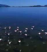 Flamingo Revolution in Albania Targets Jared Kushner's Resort Project