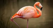Flamingos' One-Legged Stance Explained by Passive Stay Apparatus