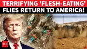 Flesh-Eating Screwworm Parasite Outbreak Threatens Texas Cattle and U.S. Farmers