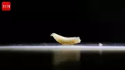 Flesh-Eating Screwworm Parasite Returns to US After 60 Years