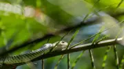 Flying Snakes: 5 Surprising Facts About These Gliding Reptiles