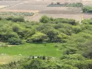 Forest Dept Registers Offence Over Tree Felling in Gurgaon Open Space