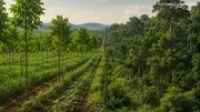 Forest vs Tree Cover: Why Karnataka Must Distinguish Them