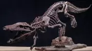 Fossil of Giant Crocodile Relative Discovered in Patagonia, 70 Million Years Old