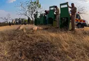 Four Indian Foxes Rescued from Trafficking Released into Wild