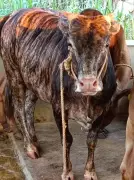 From Bus Driver to Cattle Conservationist: Man's Quest for Healthy Milk Saves Indigenous Breed