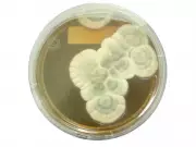 From Fleming's Messy Lab to a Miracle: The Story of Penicillin
