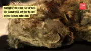 Frozen Cave Lion Cubs Reveal a Million-Year-Old Evolutionary Mystery