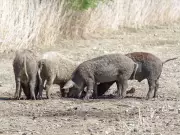Fukushima's Feral Pigs Reveal Surprising Genetic Patterns After 2011 Disaster