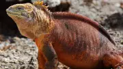 Galápagos Land Iguana: Ecosystem Engineer of the Archipelago
