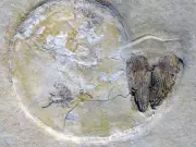Giant Reef Fossils Discovered in Spanish Quarry Blast Reveal Ancient Ocean Ecosystem