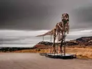 Giant T. rex Skeleton 'Gus' to Fetch Up to $30M at Sotheby's Auction
