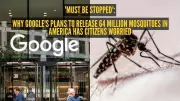 Google's Plan to Release 64 Million Mosquitoes in US Sparks Debate