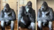 Gorilla Kiyomasa's Human-Like Reaction After Argument Goes Viral