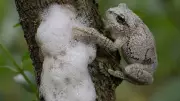 Grey Foam-Nest Tree Frogs Build Cloud-Like Nests Above Water