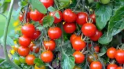 Grow a Salad Bowl on Your Balcony: 8 Plants That Keep Producing for Months
