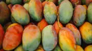 Grow Rare Baramasi Mangoes on Your Balcony in 9 Months