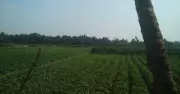 Halakki Women Drive Gokarna's Green Gold Harvest Success