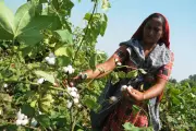 Haryana Cotton Farming in Crisis: Acreage Drops 65%, Farmers Lose Rs 15,143 per Acre