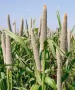 Haryana farmers allege Rs 24 crore unpaid under Bhavantar Yojana for bajra