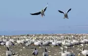 Haryana Launches First AI-Driven Digital Bird Census at Sultanpur Park