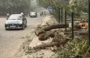 HC Order Saves Hundreds of Trees in Gurgaon Metro Project
