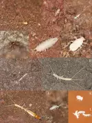 Hidden Ecosystem Discovered Beneath Patagonia's Arid Plains in Cave System