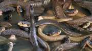 Highly Social Snakes: Why Seeing One Often Means More Are Nearby