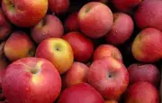 Hill states' apple growers seek protection in India-US trade deal