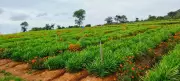 Himachal Horticulture Sector Set for Export Push, Says Commerce Ministry