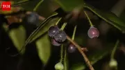 Himalayan Blueberry Rediscovered in Arunachal After 188 Years
