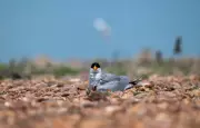Hirakud Wetland Sees Surge in Summer Bird Nesting, 19 Species Recorded