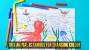 How Chameleons Change Color: The Science Behind the Magic