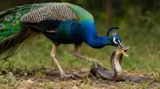 How Peacocks Survive Snake Venom: Speed, Feathers, and Strategy