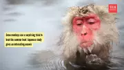 How Snow Monkeys Beat Summer Heat: Study Reveals Surprising Strategy